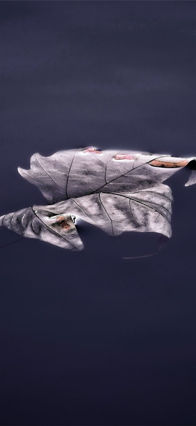 1125x2436 floating leaf 5k - 5k iPhone X Wallpaper