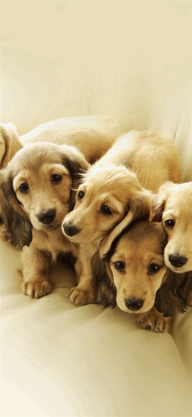 1125x2436 Puppy Retriever Family Animal - warm iPhone X Wallpaper