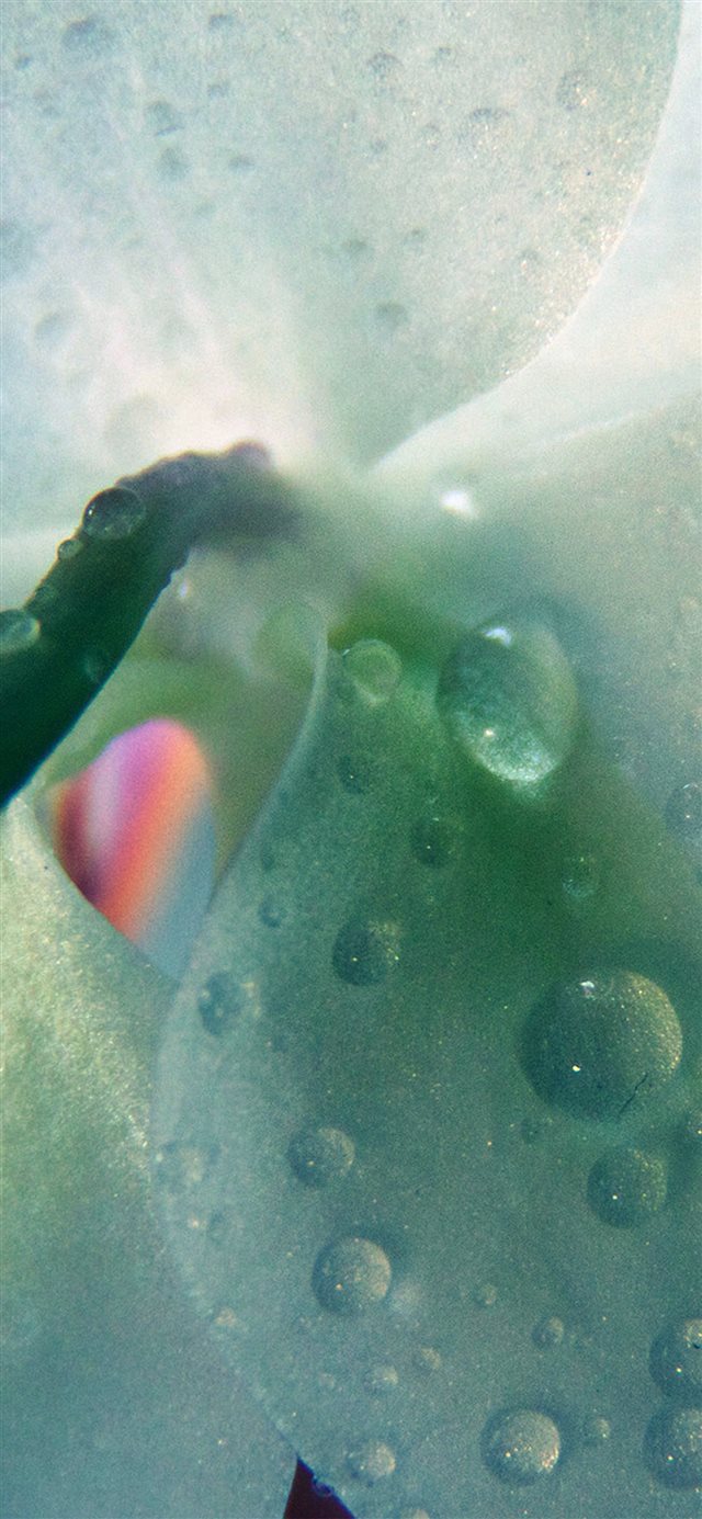 1125x2436 Green Orchid Nature Flower Rain Pattern - bokeh iPhone X Wallpaper
