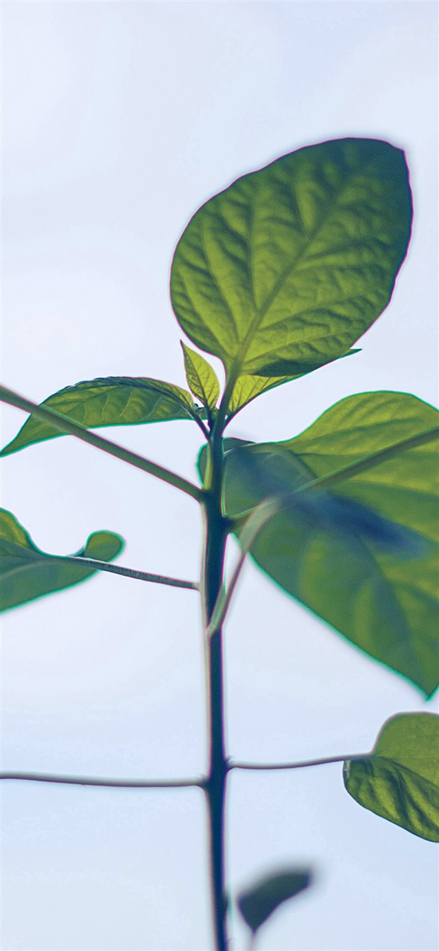 1125x2436 Flower Leaf Green Simple Minimal Nature - bokeh iPhone X Wallpaper