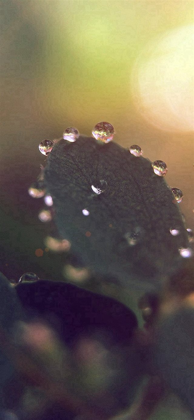 1125x2436 Nature Morning Dew Leaf Flower Rain Flare - dew iPhone X Wallpaper