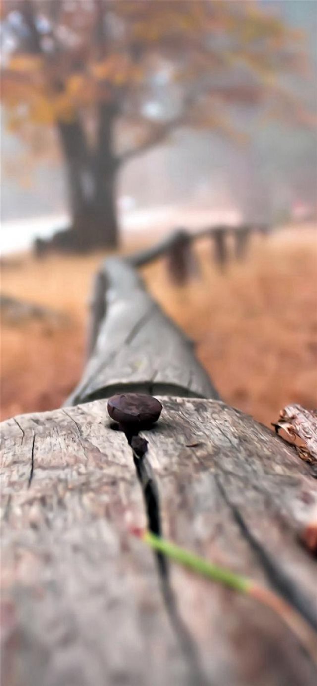 1125x2436 Nail On Wooden Fenece Bokeh Blur -  iPhone X Wallpaper
