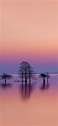 Minimal Lake Lonely Trees Reflection Scene wallpaper