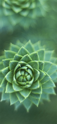 Fleshy Flower Green Nature iPhone X(S/Max/R) wallpaper