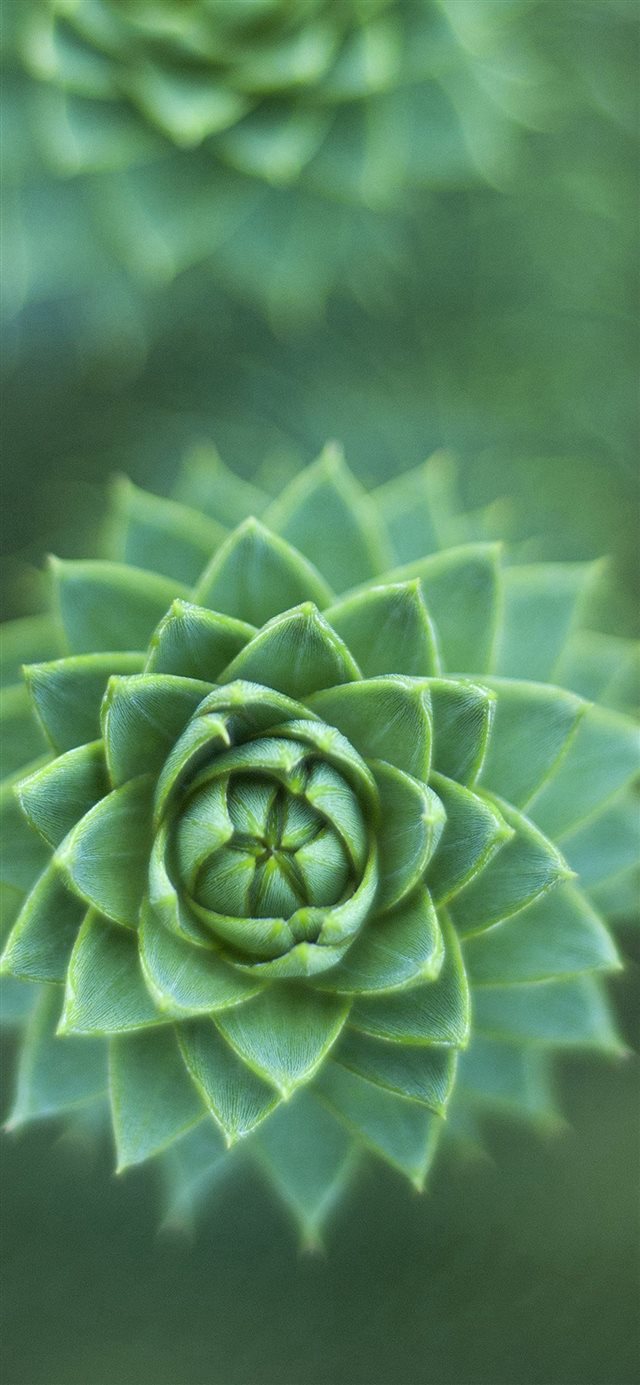 1125x2436 Fleshy Flower Green Nature - bokeh iPhone X Wallpaper