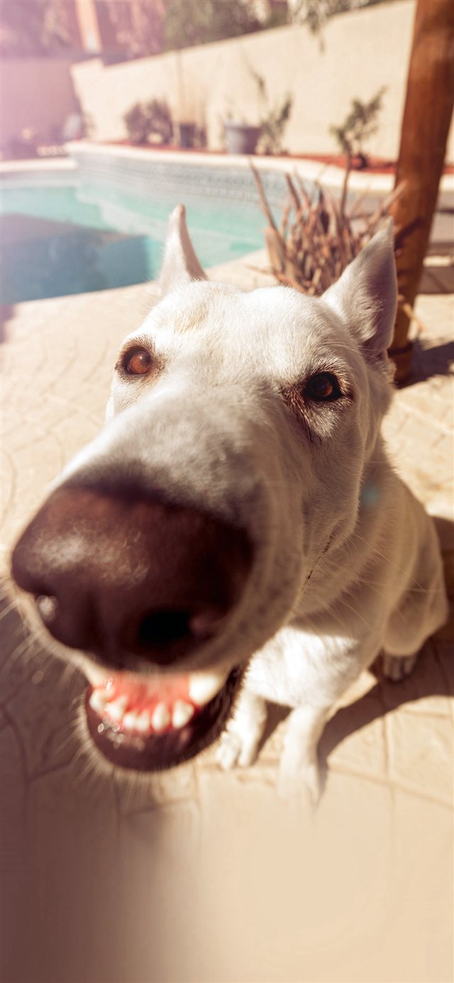 1125x2436 Dog Cute Face Animal Nature Nose -  iPhone X Wallpaper