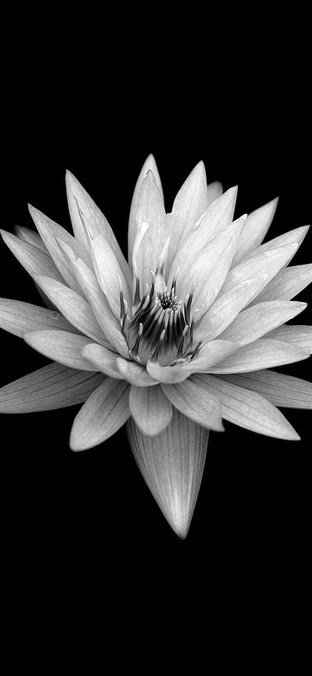 1125x2436 Dark Flower Black Background -  iPhone X Wallpaper