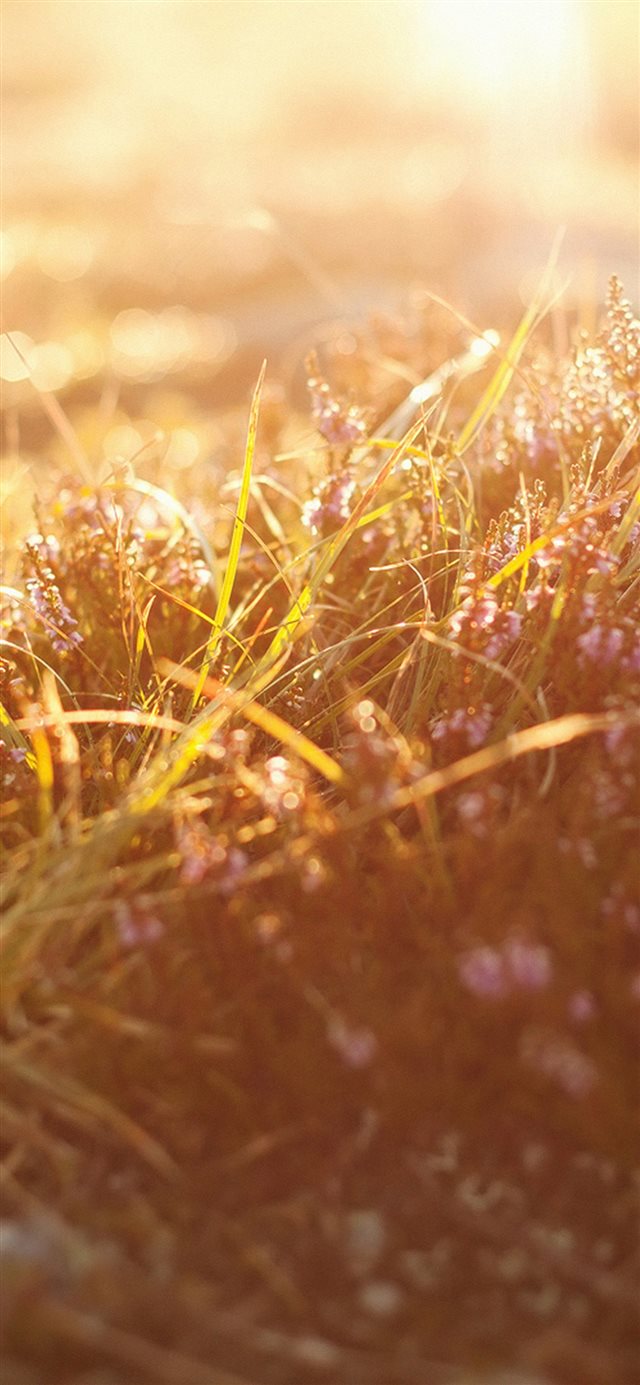 1125x2436 Sun Rise Flower Grass Love Nature - yellow iPhone X Wallpaper