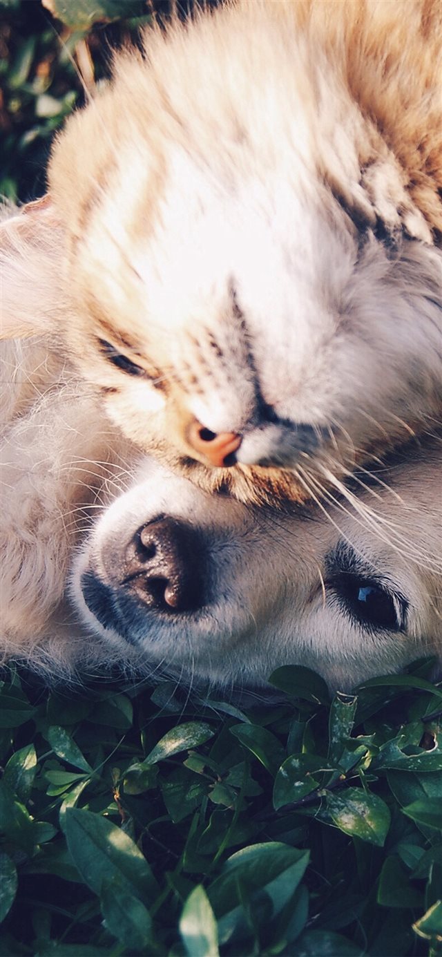 1125x2436 Cat And Dog Animal Love Nature Pure -  iPhone X Wallpaper