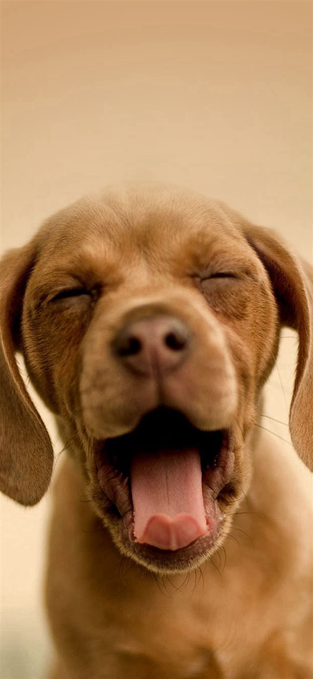 1125x2436 Cute Yawning Puppy -  iPhone X Wallpaper