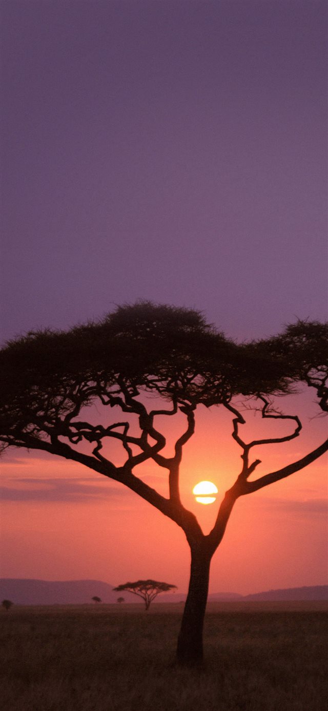 1125x2436 Solo Tree Safari Africa Sunset - yellow iPhone X Wallpaper