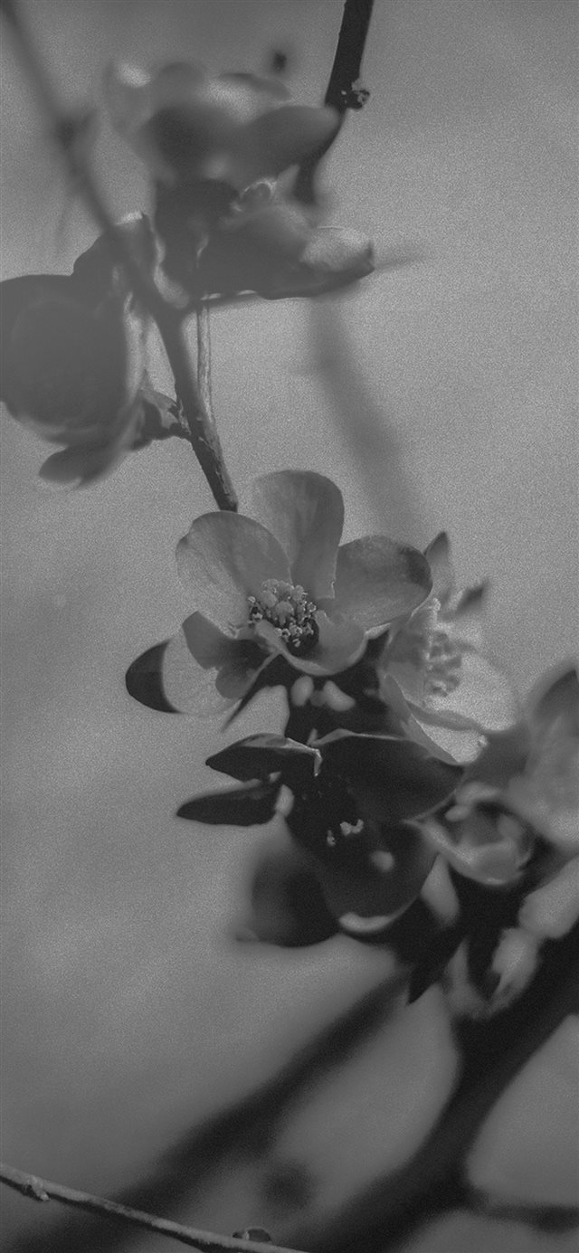 1125x2436 Flower Nostalgia Tree Spring Blossom Nature Bw Dark - spring iPhone X Wallpaper