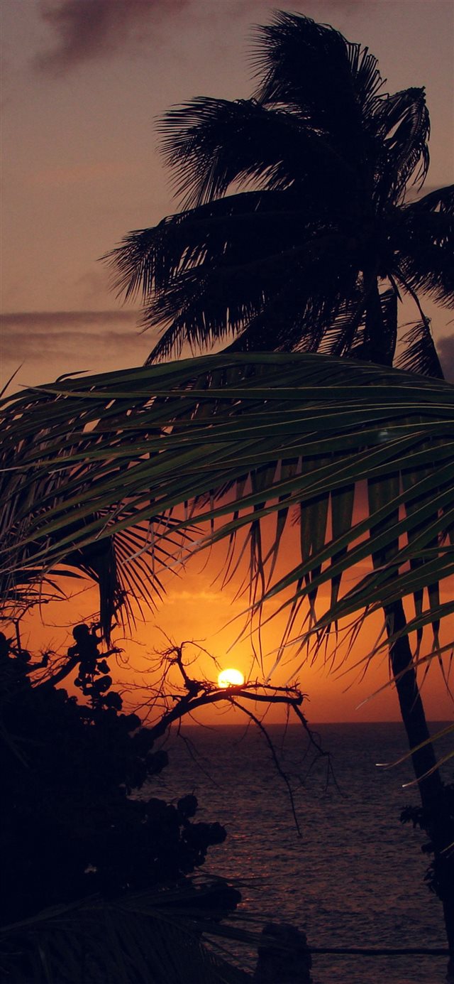 1125x2436 Beach Sunset Sea Tree Nature Holiday - sunlight iPhone X Wallpaper