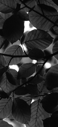 Tree Blossom Nature Leaf Green Dark Bw wallpaper