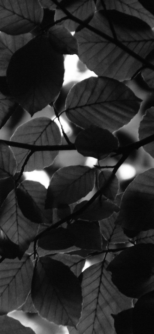 1125x2436 Tree Blossom Nature Leaf Green Dark Bw - branch iPhone X Wallpaper