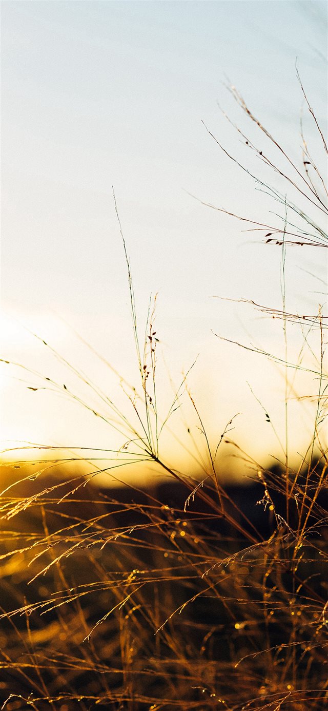 1125x2436 Sunset Field Sky Nature - sunlight iPhone X Wallpaper