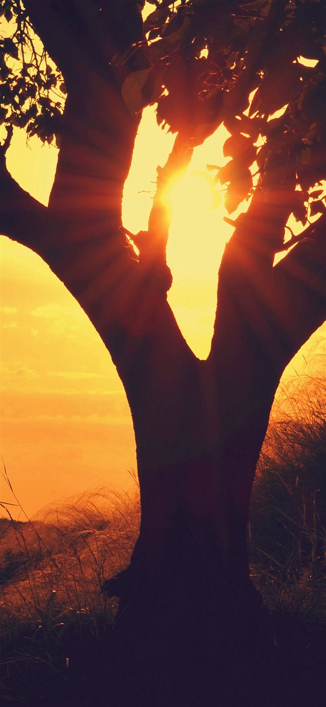 1125x2436 Sunset Through Tree Afternoon Mountain Nature - yellow iPhone X Wallpaper