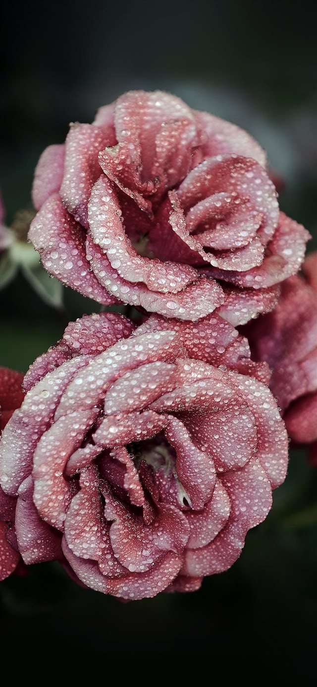 1125x2436 Rose Pink Raindrop Flower Summer Nature Red - green iPhone X Wallpaper