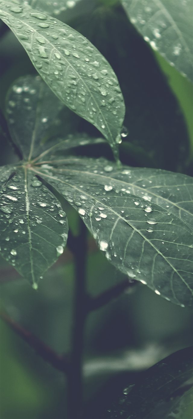 1125x2436 Rain Forest Wood Leaf Flower Nature - dew iPhone X Wallpaper