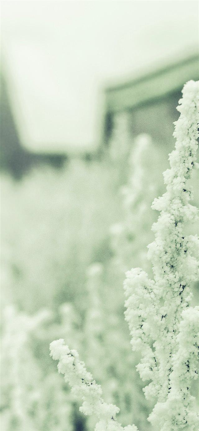 1125x2436 Snow White Winter Flower Blue Green - winter iPhone X Wallpaper