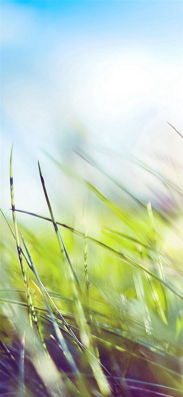 1125x2436 Nature Green Grass Bokeh Summer Flare - bokeh iPhone X Wallpaper