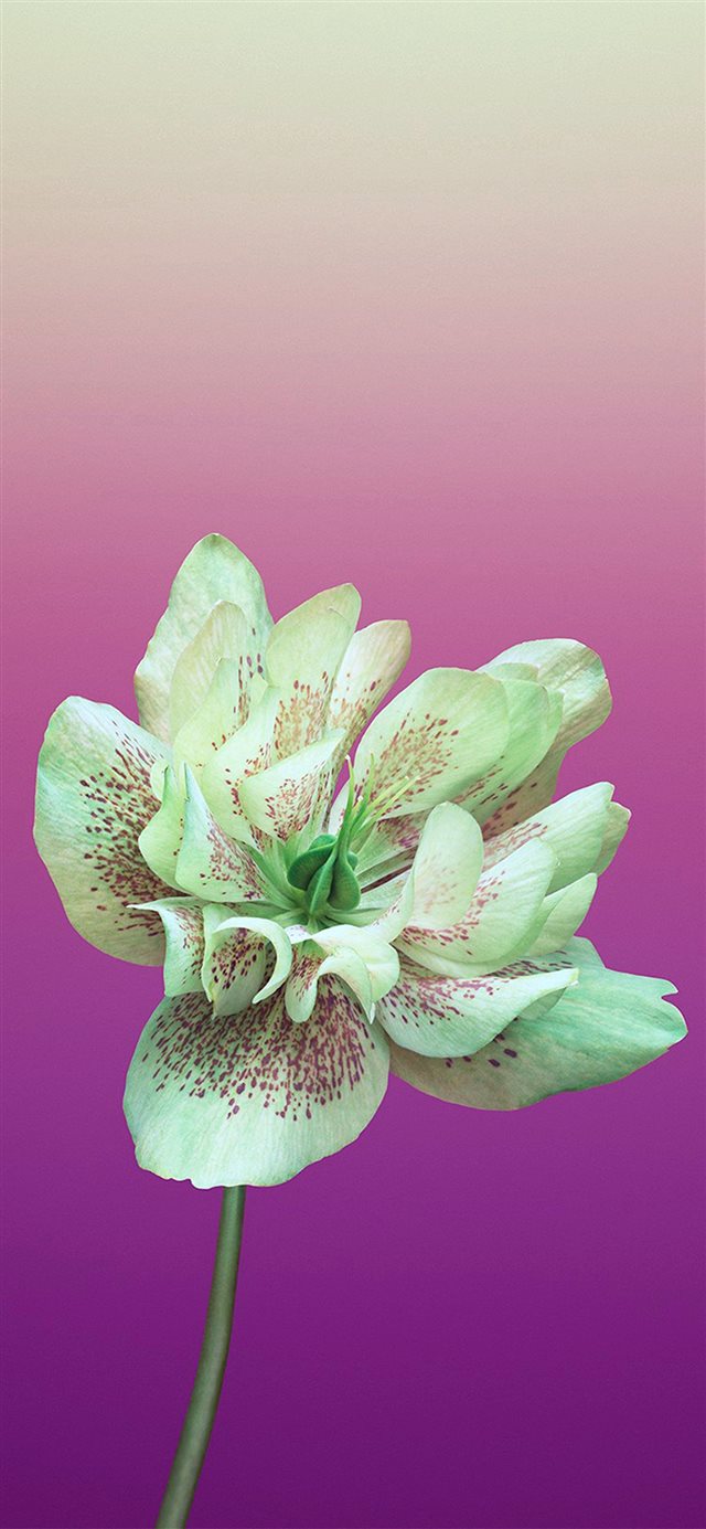 1125x2436 Nature Pure Aesthetic Beautiful Flower Plant Pattern - cyan iPhone X Wallpaper