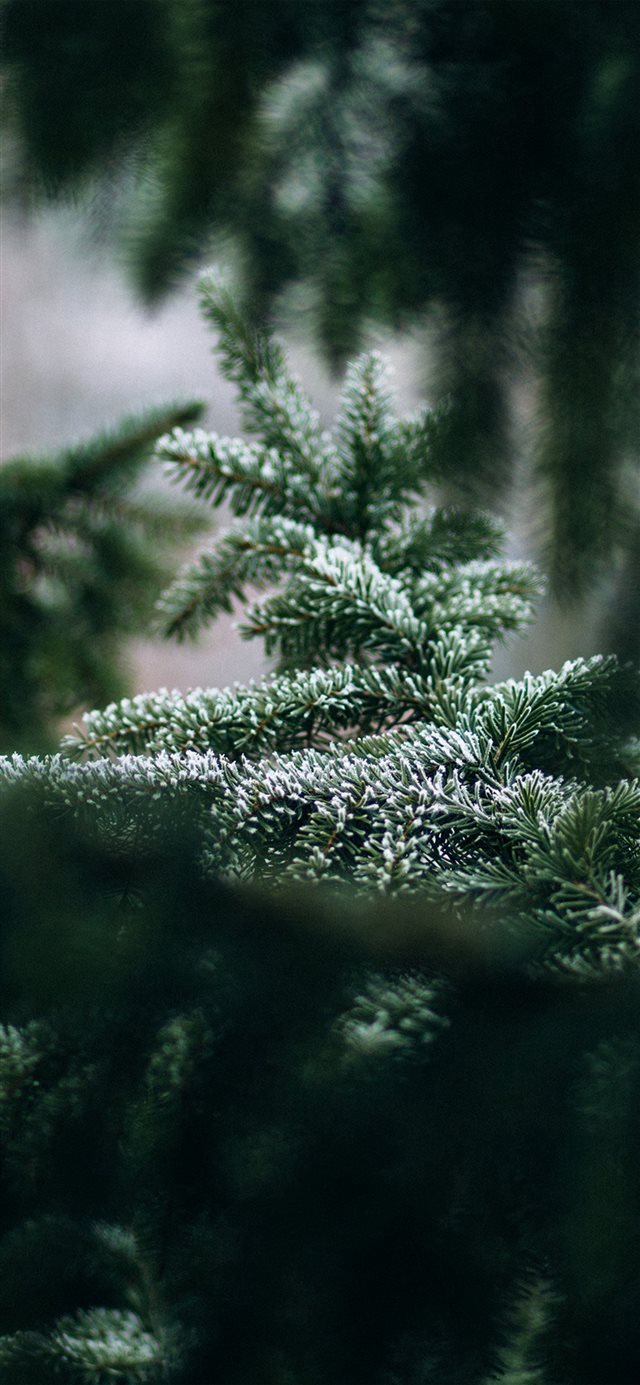 1125x2436 Tree Leaf Green Nature - snowy iPhone X Wallpaper
