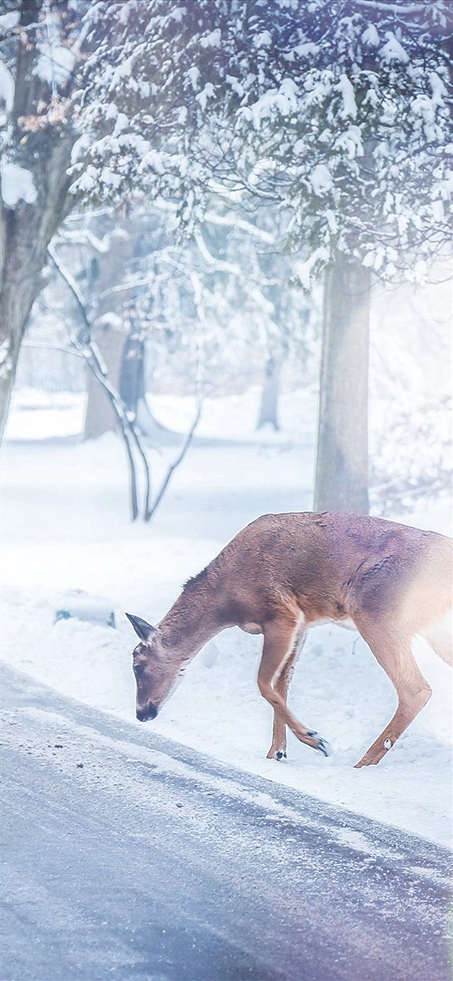 1125x2436 Christmas Deer Street Snow Winter Nature Animal White - winter iPhone X Wallpaper