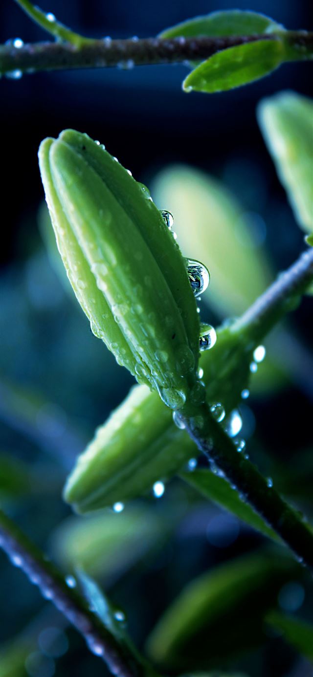 1125x2436 Flower plant macro drops - macro iPhone X Wallpaper