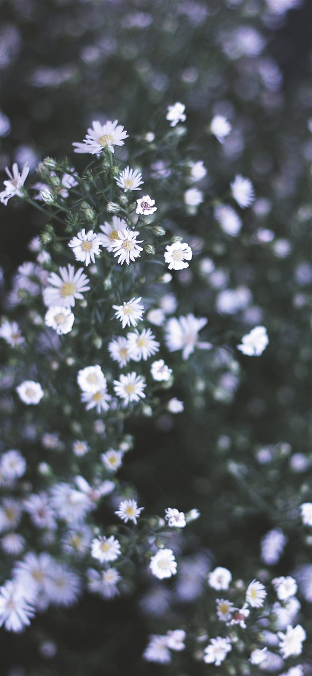 1125x2436 Daisy - bokeh iPhone X Wallpaper