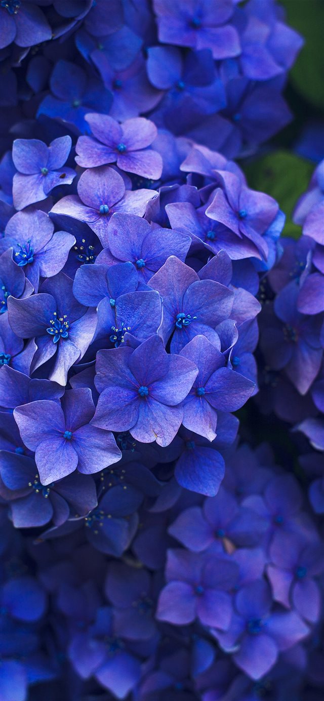 1125x2436 Pincushion - purple iPhone X Wallpaper