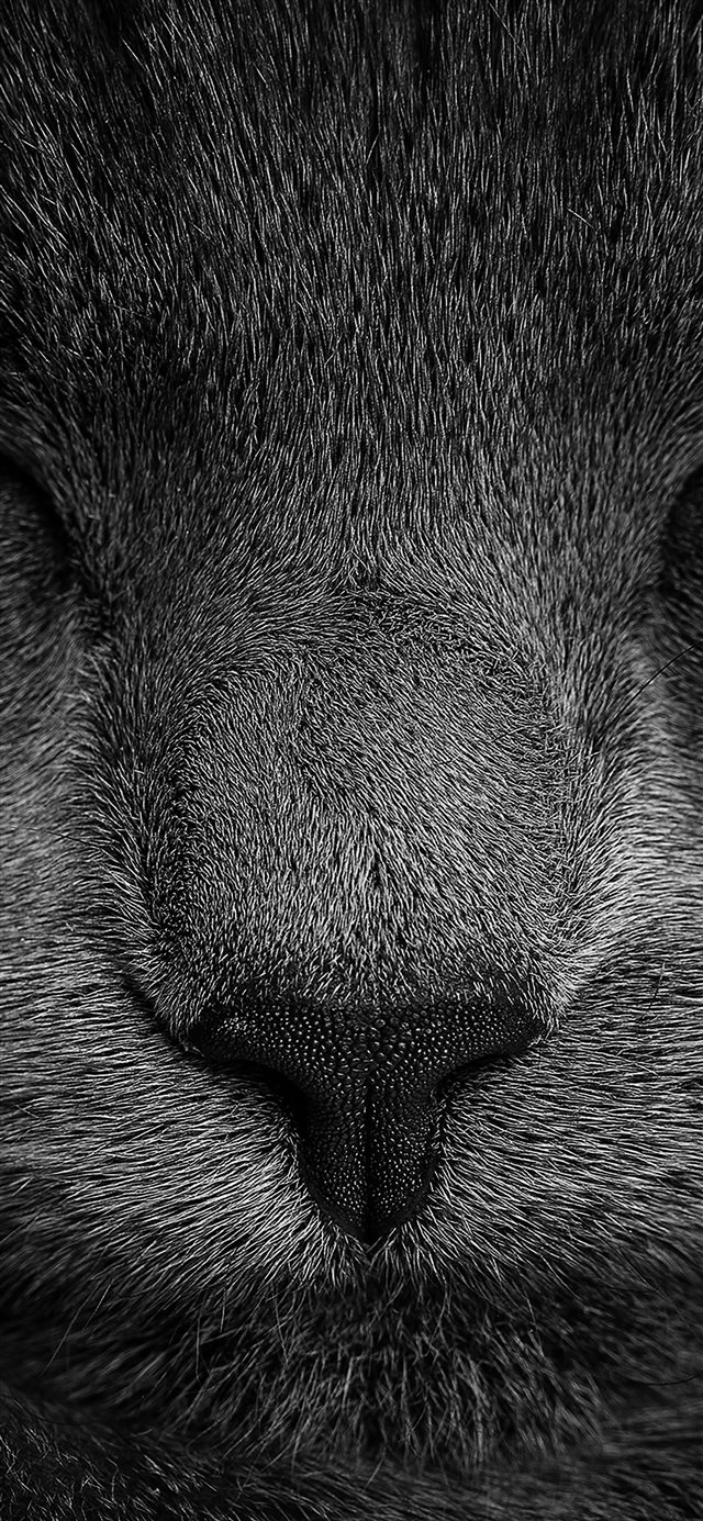 1125x2436 Sleeping black cat -  iPhone X Wallpaper