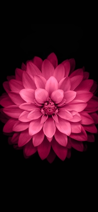 Red coreopsis wallpaper