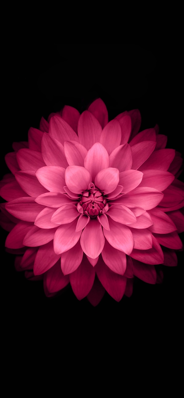 1125x2436 Red coreopsis - red iPhone X Wallpaper