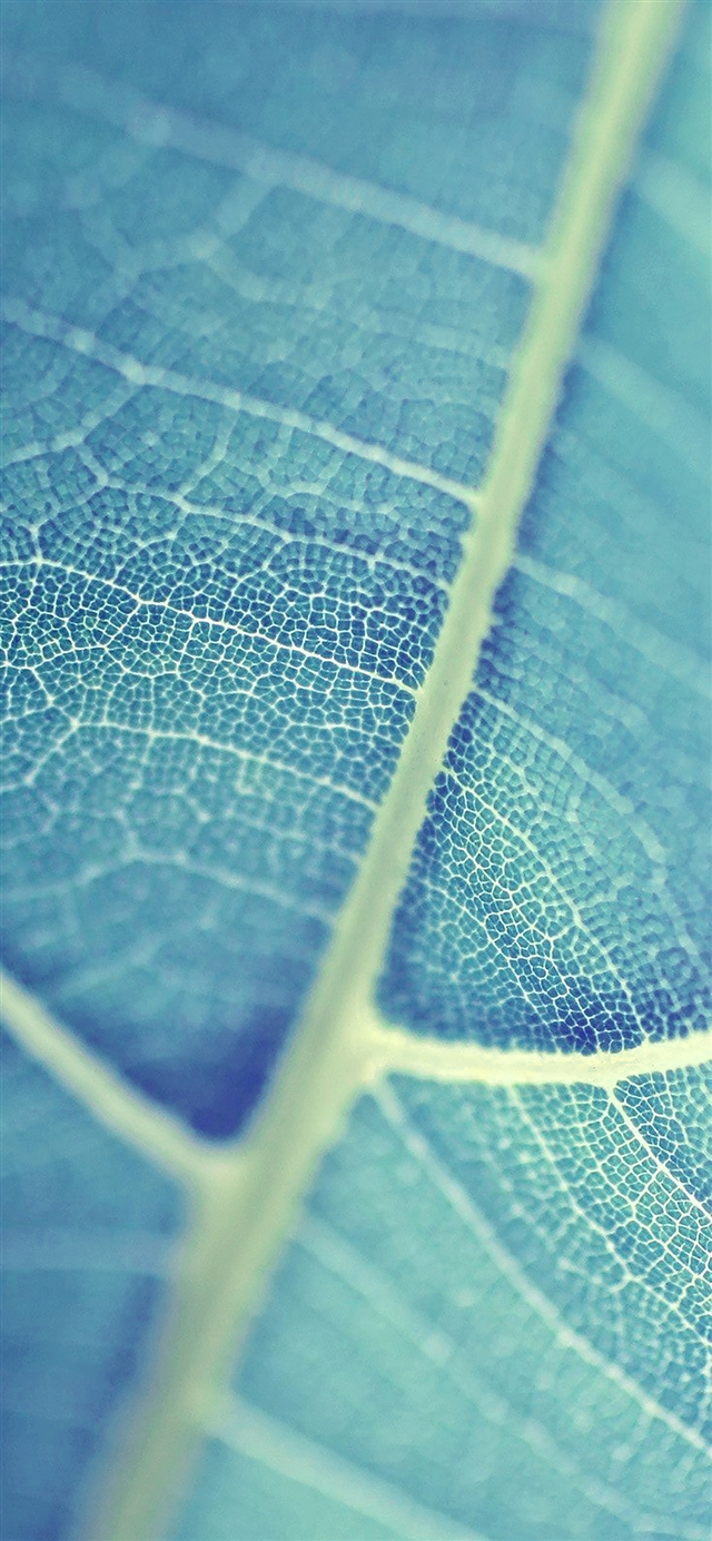 1125x2436 Leaf  vein bokeh - bokeh iPhone X Wallpaper