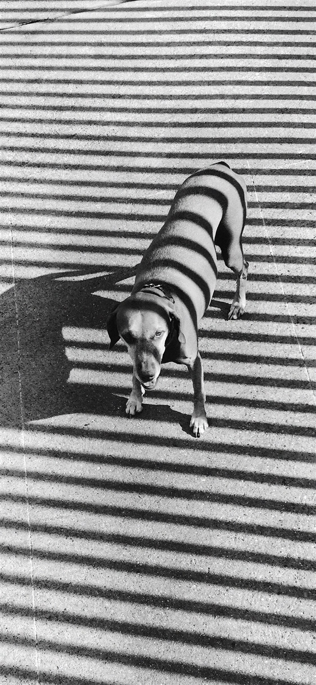 1125x2436 Dog dark photography art - dog iPhone X Wallpaper