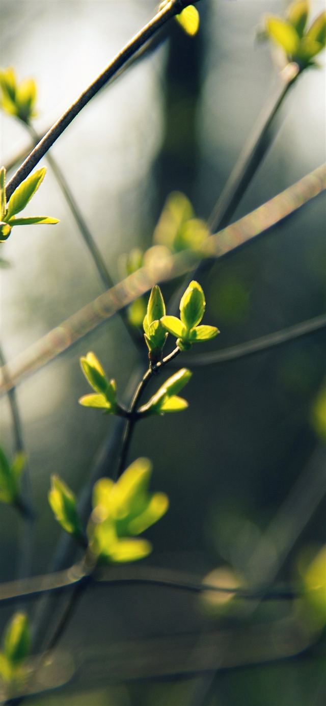 1125x2436 Tree bokeh - bokeh iPhone X Wallpaper