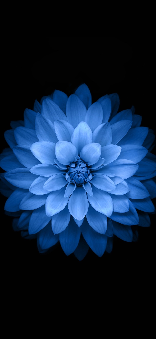 1125x2436 Blue lotus - background iPhone X Wallpaper