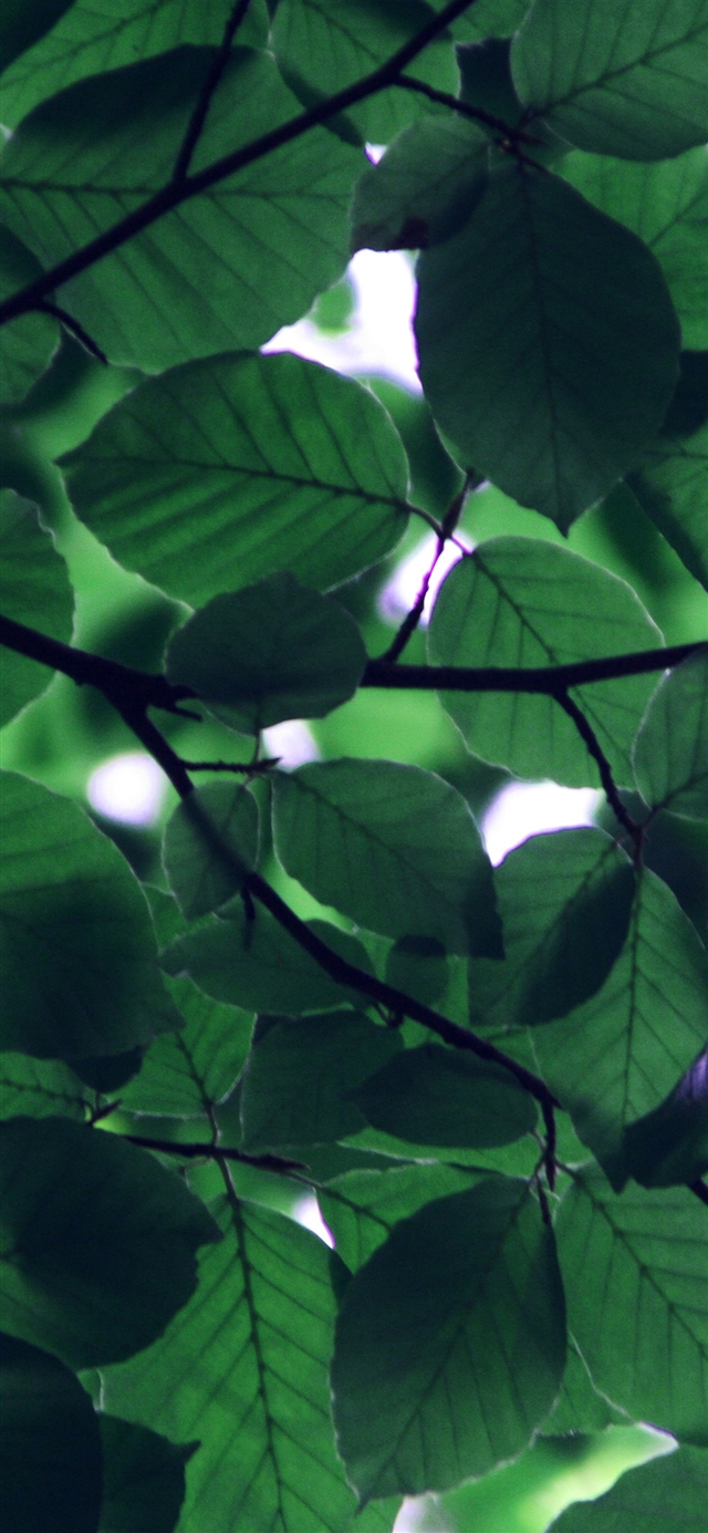 1125x2436 Tree blossom nature leaf - tree iPhone X Wallpaper