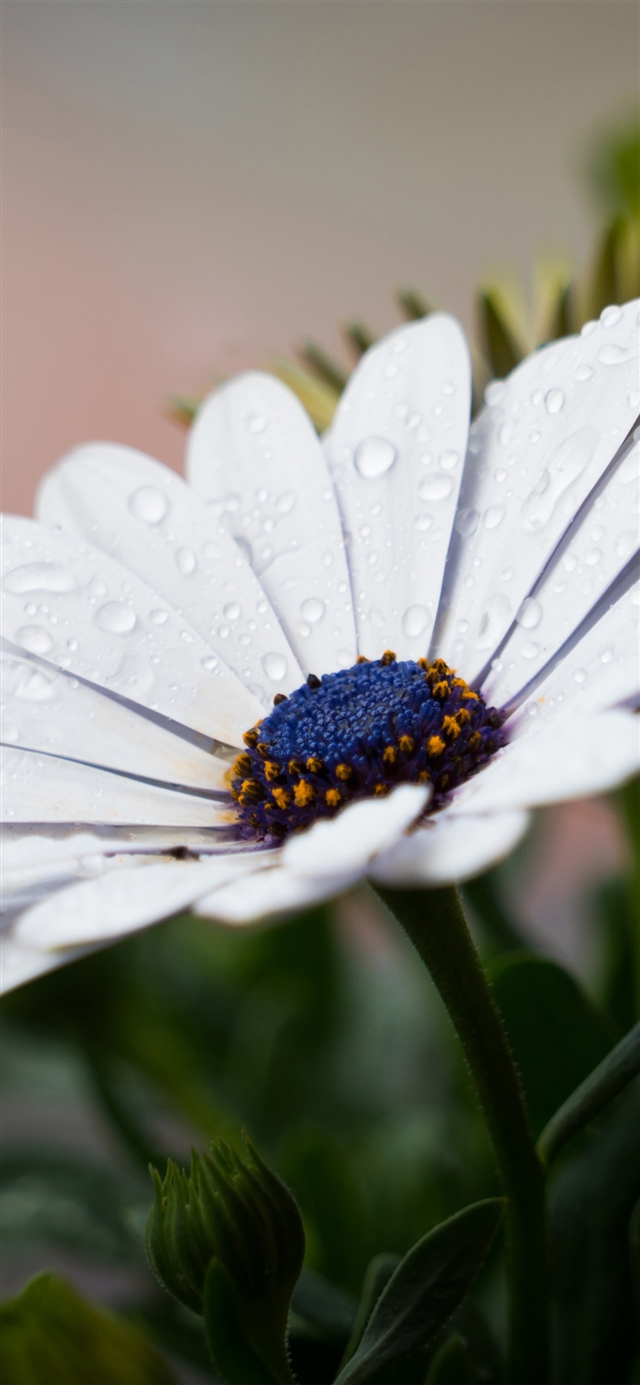 1125x2436 Flower - water drop iPhone X Wallpaper