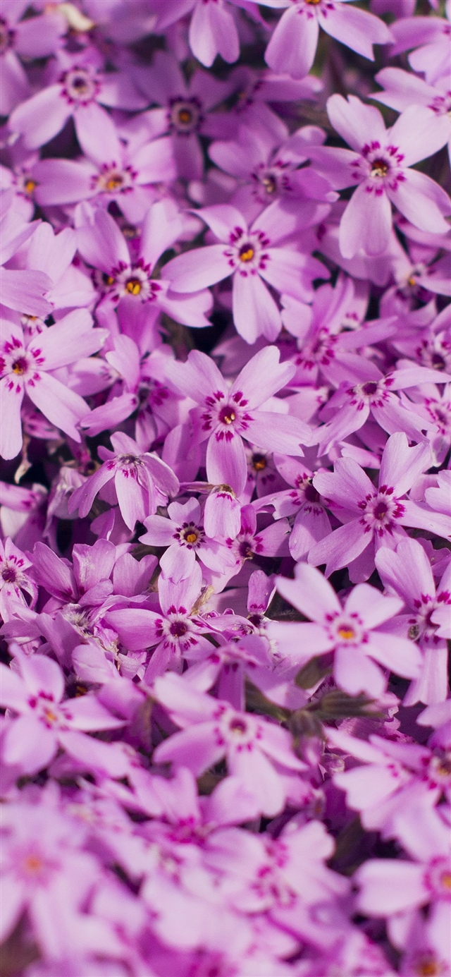 1125x2436 Violet flower - spring iPhone X Wallpaper