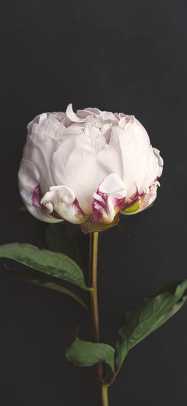 1125x2436 Flower - green iPhone X Wallpaper