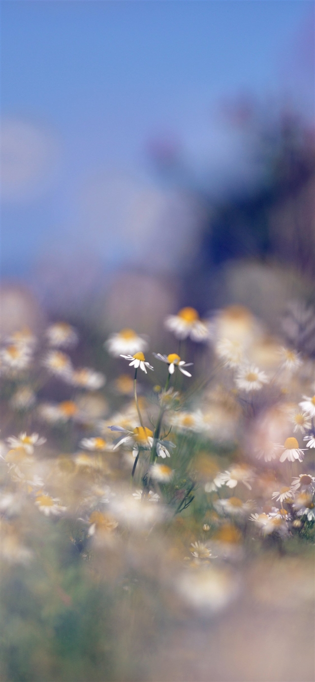 1125x2436 Flower bokeh - spring iPhone X Wallpaper
