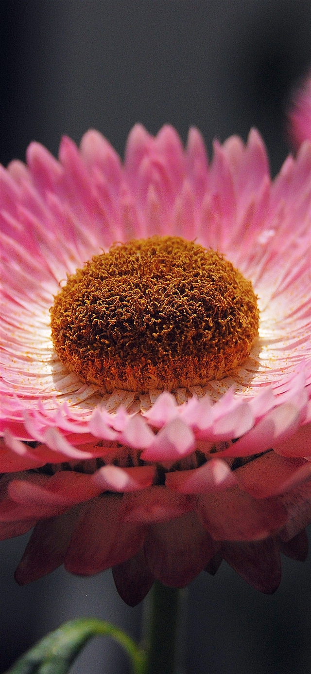 1125x2436 Bokeh flower pink - bokeh iPhone X Wallpaper