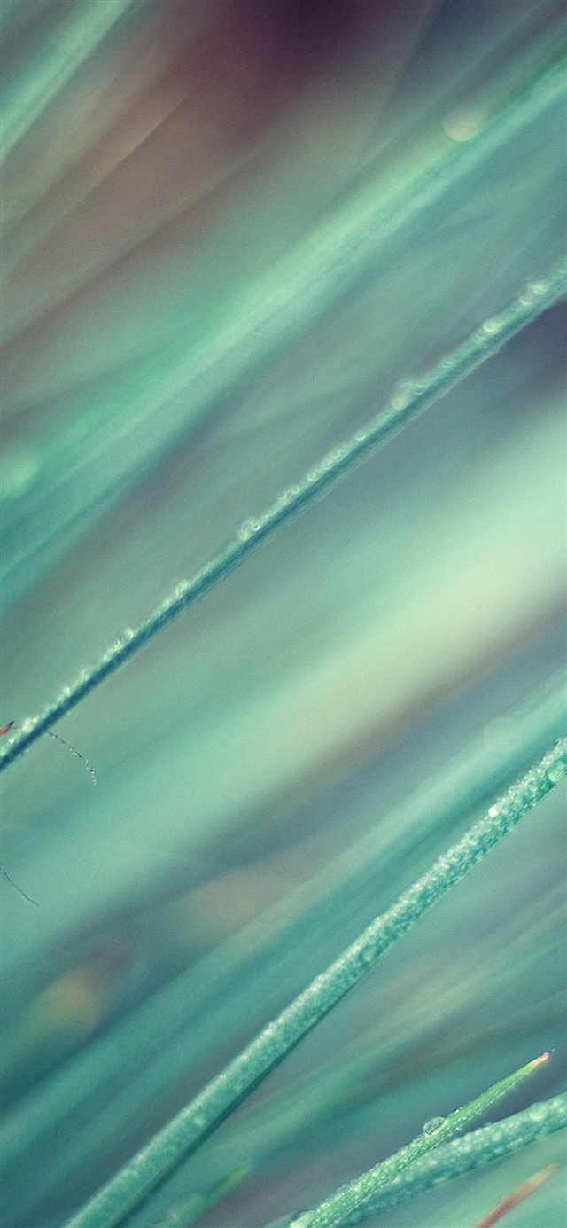 1125x2436 Leaf grass soft - bokeh iPhone X Wallpaper