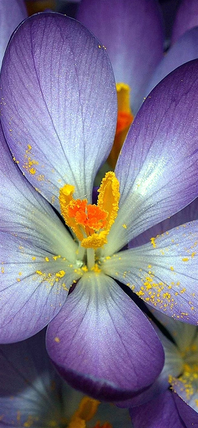 1125x2436 Purple flower - purple iPhone X Wallpaper