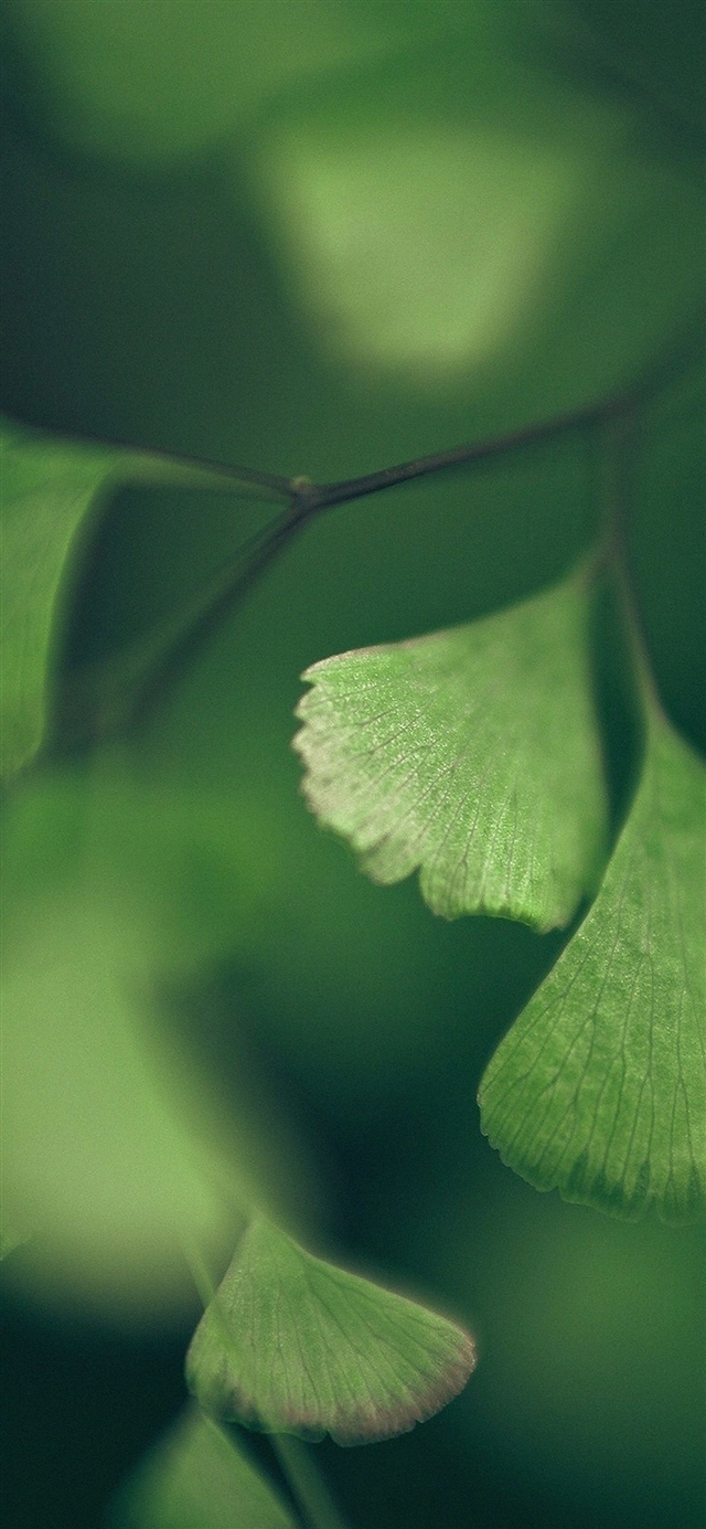 1125x2436 Good luck clovers leaf - bokeh iPhone X Wallpaper