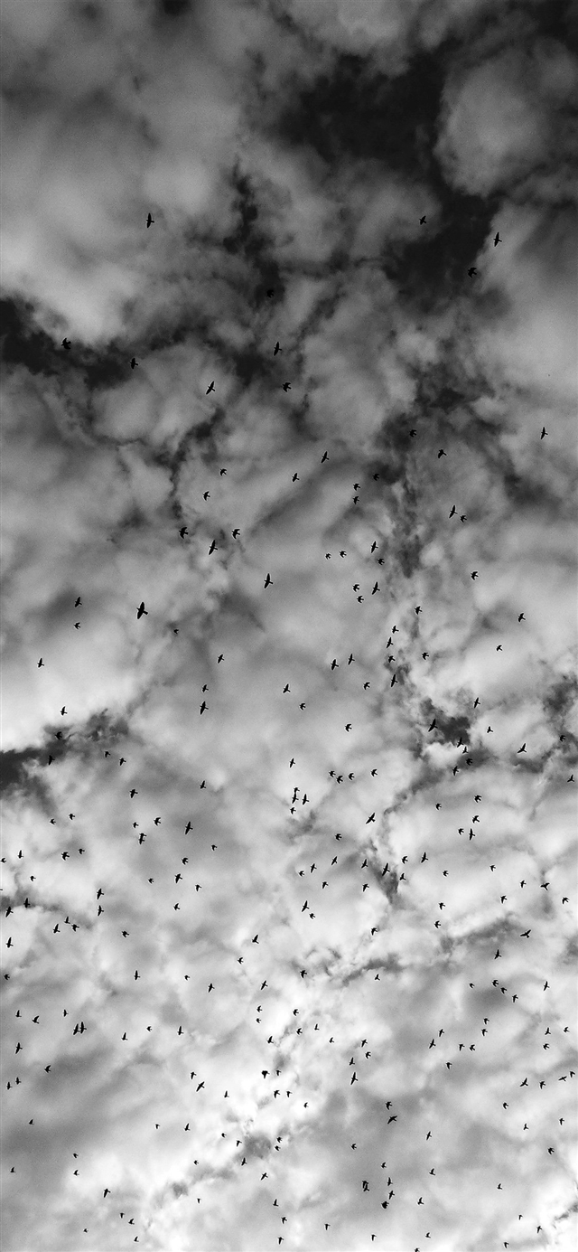 1125x2436 Sky cloud  birds - white iPhone X Wallpaper