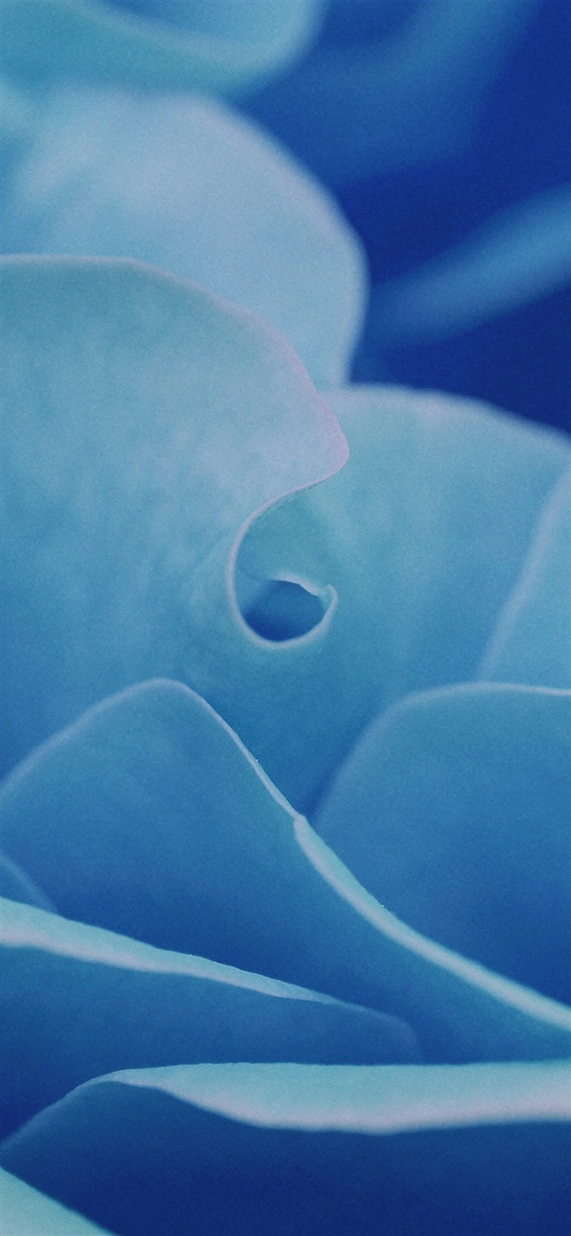 1125x2436 Rose flower leaf -  iPhone X Wallpaper