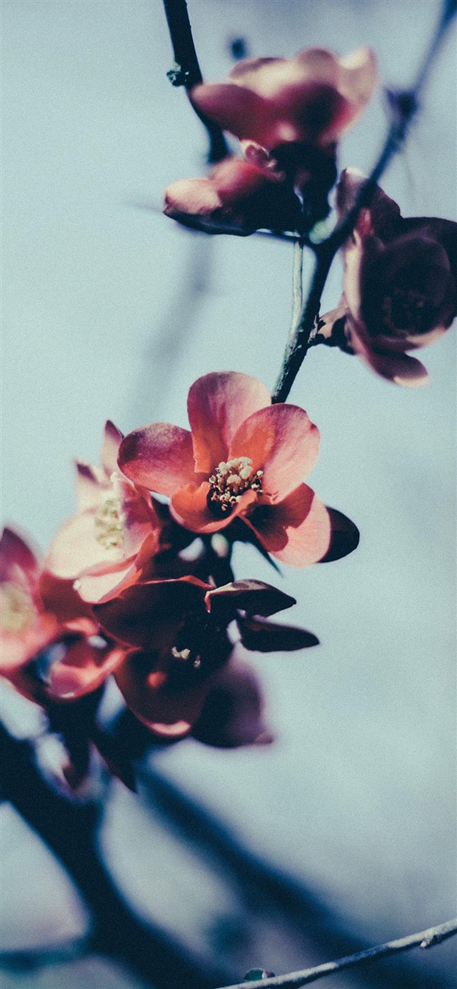1125x2436 Flower nostalgia - bokeh iPhone X Wallpaper